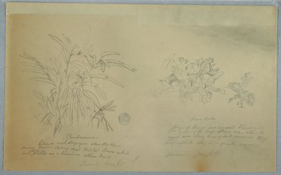Rajz, Nyílgyökér és kardamum tanulmányok, Jamaica, 1865. június alkotó: Frederic Edwin Church
