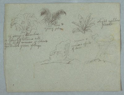 Rajz, bambuszok, szőlő és egy fiatal pálma, növény, és két jelenet a felhőkből hulló esővel a hegygerincek fölött, Rio Magdalena, Kolumbia, 1853, valószínűleg május alkotó: Frederic Edwin Church