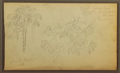 Rajz, Botanikai vázlatok, 1857 alkotó: Frederic Edwin Church