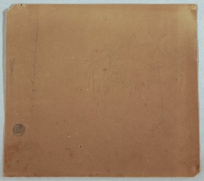 Rajz, Botanikai vázlatok, Valószínűleg bambuszok, pálmák és bokrok, Ecuador vagy Kolumbia, 1853 vagy 1857 alkotó: Frederic Edwin Church