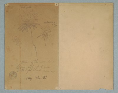 Rajz, Botanikai vázlatok: egy ág, egy fa és egy fa teteje, Dél-Amerika, 1853. szeptember 2. alkotó: Frederic Edwin Church