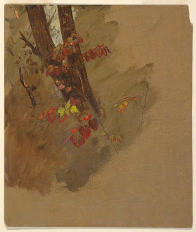 Rajz, botanikai tanulmányok, 1860-70 alkotó: Frederic Edwin Church