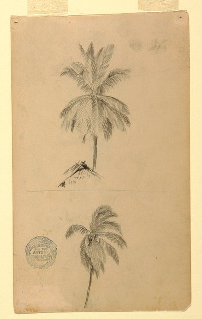 Rajz, rajzok.  Két vázlat.  Pálmák., 1857 alkotó: Frederic Edwin Church