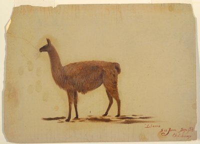 Rajz, Ecuador, San Juan (Chimborazo), láma, 1853. szeptember alkotó: Frederic Edwin Church