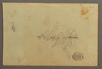 Rajz, Örökzöld fa, 1844 alkotó: Frederic Edwin Church