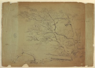 Rajz, Tájkép fákkal és patakkal [], Grand Manan-sziget, Kanada, 1851 szeptembere alkotó: Frederic Edwin Church