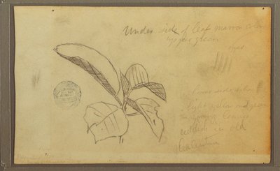 Rajz, levelek, 1857 alkotó: Frederic Edwin Church