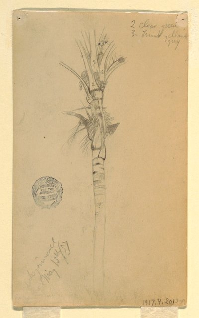 Rajz, Pálmafa levelei és törzse, Aspinwall, Panama, 1857. május 15. alkotó: Frederic Edwin Church
