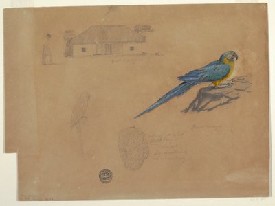 Rajz, Tanulmányok Guaccamayából, Bogotá, Kolumbia, 1853. június-július alkotó: Frederic Edwin Church