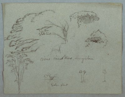 Rajz, Tanulmányok a Rio Magdalena folyóból, Kolumbia:  Fák csúcsa, repülő fehér madár, indák és három virágzó növény, 1853, valószínűleg május alkotó: Frederic Edwin Church