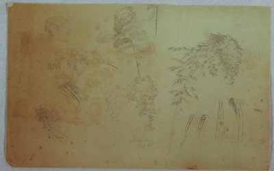 Rajz, Tanulmányok fák tetejéről és bambuszról, Jamaica, 1865. augusztus alkotó: Frederic Edwin Church