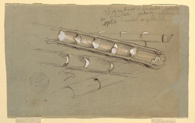 Rajz, Bambusztanulmány, 1857. június alkotó: Frederic Edwin Church