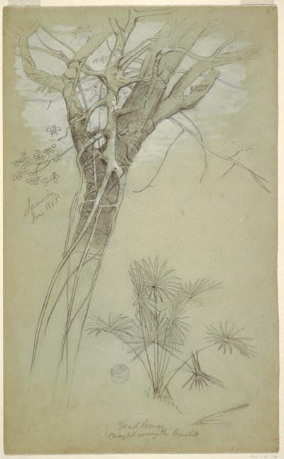 Rajz, Tanulmány fatörzsről, parazita szőlő és pálmanövény, Jamaica, 1865. június alkotó: Frederic Edwin Church