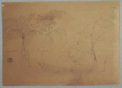 Rajz, Két fa és három növény tanulmánya, Jorje közelében, Ecuador, 1857. július 23. alkotó: Frederic Edwin Church