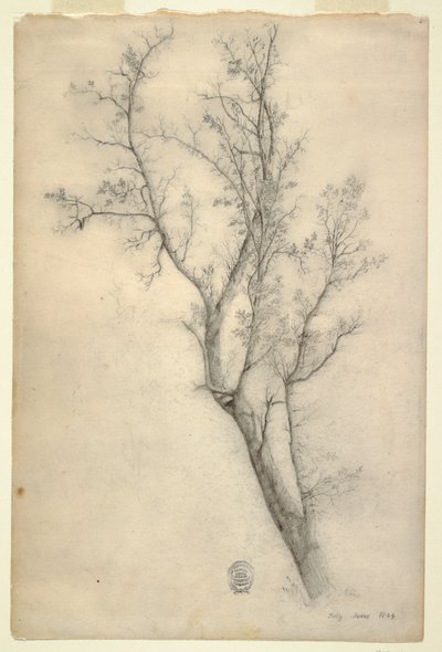 Rajz, Sok ágú fa, 1844. július alkotó: Frederic Edwin Church