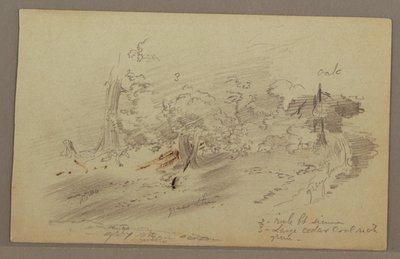 Rajz, fák, valószínűleg 1860-as évek alkotó: Frederic Edwin Church