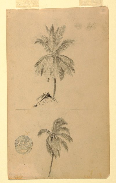 Rajzok. Két vázlat. Pálmák. alkotó: Frederic Edwin Church