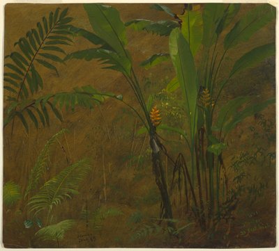 Páfrányok és vad útifű, Jamaica alkotó: Frederic Edwin Church