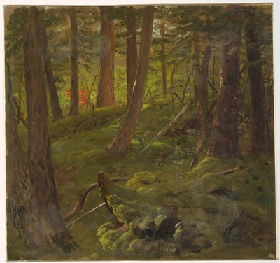 Erdő Jamaicában alkotó: Frederic Edwin Church