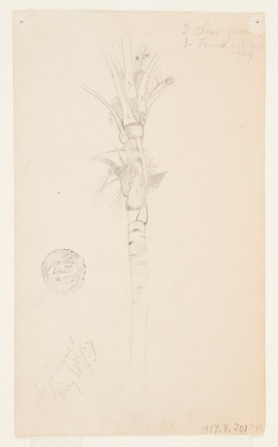 Pálmafa levelei és szára, Aspinwall, Panama alkotó: Frederic Edwin Church