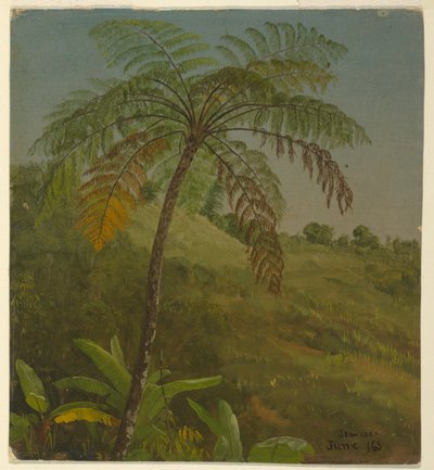 Pálmafa, Jamaica alkotó: Frederic Edwin Church