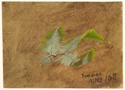 Fern, Jamaica tanulmánya alkotó: Frederic Edwin Church