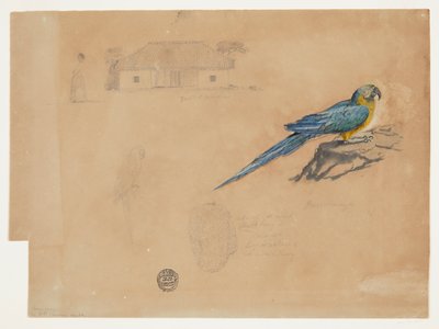 Guacamaya, Bogota, Kolumbia tanulmányozása alkotó: Frederic Edwin Church