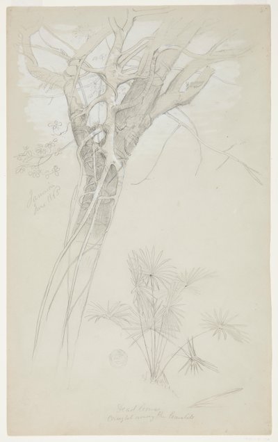 Fatörzs, parazita szőlő és pálmanövény tanulmányozása, Jamaica alkotó: Frederic Edwin Church