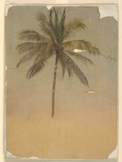 Egy pálmafa törzse és teteje alkotó: Frederic Edwin Church