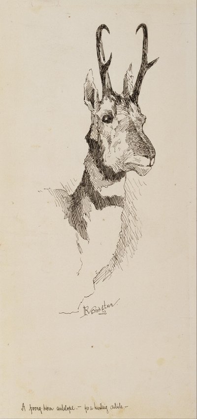 Egy pronghorn antilop alkotó: Frederic Remington