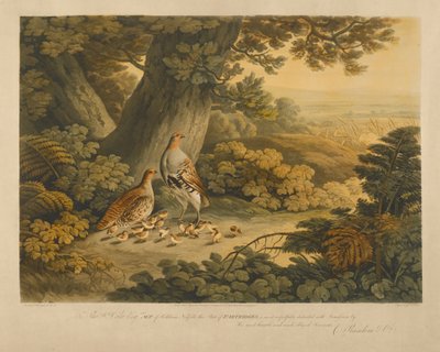 Fogoly (színes gravírozás) alkotó: Frederick Christian Lewis