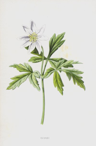Anemone (chromolitho) alkotó: Frederick Edward Hulme