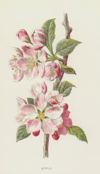 Alma (chromolitho) alkotó: Frederick Edward Hulme