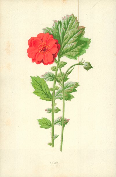 Avens alkotó: Frederick Edward Hulme