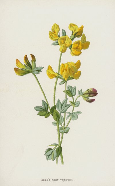 Madárláb szárnyas (chromolitho) alkotó: Frederick Edward Hulme