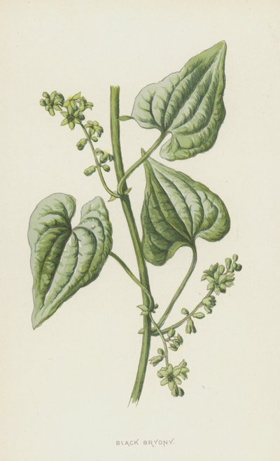 Fekete Bryony (chromolitho) alkotó: Frederick Edward Hulme