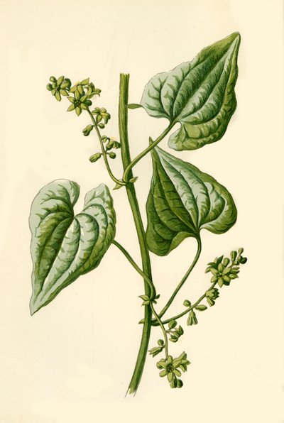 Black Bryony, 1877. alkotó: Frederick Edward Hulme