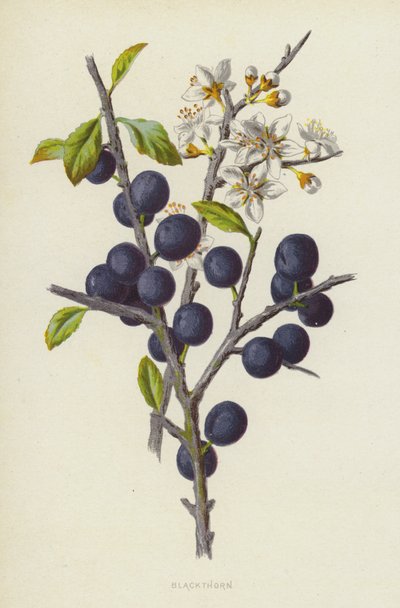 Kökény (chromolitho) alkotó: Frederick Edward Hulme