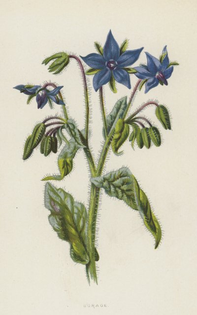 Borágó (chromolitho) alkotó: Frederick Edward Hulme