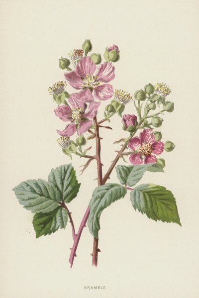 Bramble (chromolitho) alkotó: Frederick Edward Hulme