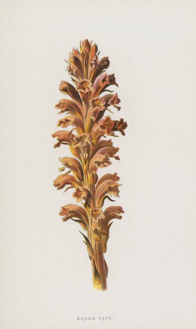 seprűrepce (chromolitho) alkotó: Frederick Edward Hulme