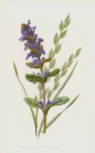 Bugle és magas csenkeszfű (chromolitho) alkotó: Frederick Edward Hulme