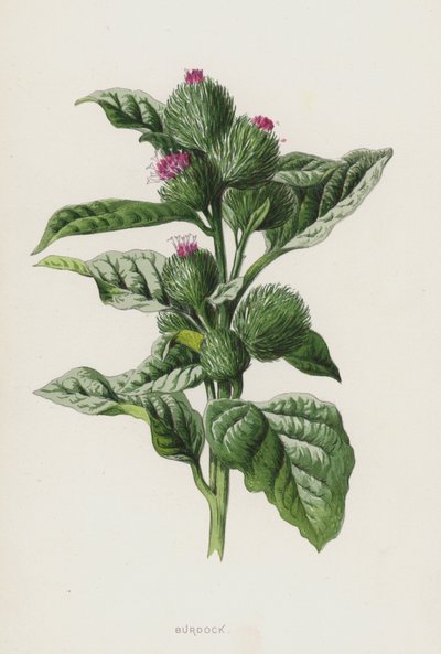 Bojtorján (chromolitho) alkotó: Frederick Edward Hulme