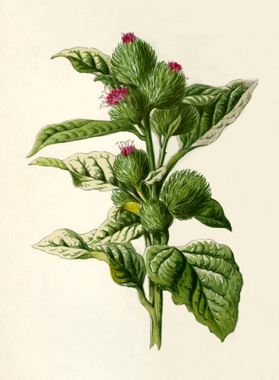 Bojtorján, 1877. alkotó: Frederick Edward Hulme