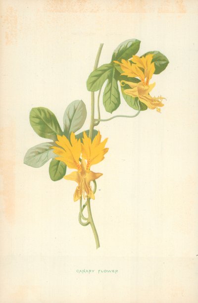 Kanári Virág alkotó: Frederick Edward Hulme
