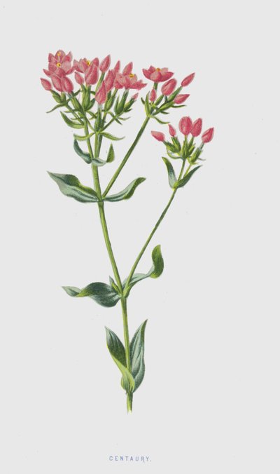 Centaury (chromolitho) alkotó: Frederick Edward Hulme