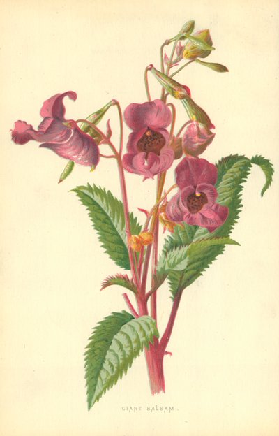 Ciant Balsam alkotó: Frederick Edward Hulme