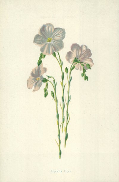 Közönséges len alkotó: Frederick Edward Hulme
