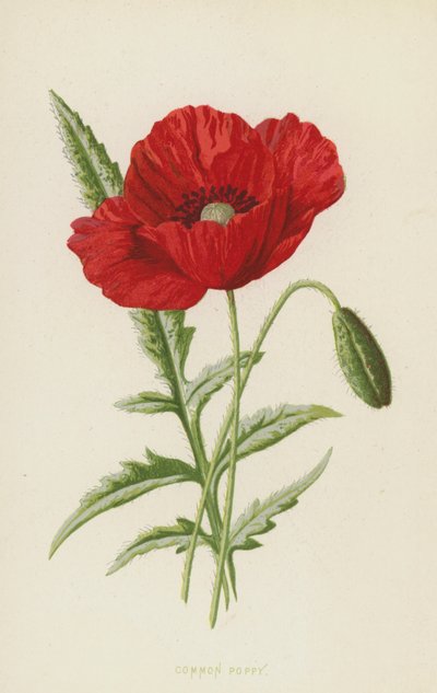 Közönséges mák (chromolitho) alkotó: Frederick Edward Hulme