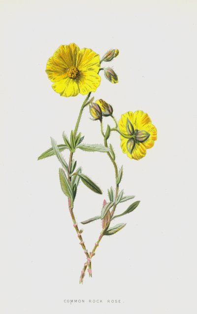 Közönséges sziklarózsa (chromolitho) alkotó: Frederick Edward Hulme